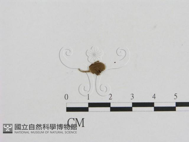 小菇屬藏品圖，第3張