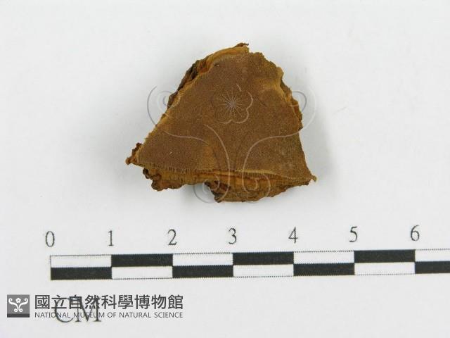 登錄號:F0017544藏品圖，第1張