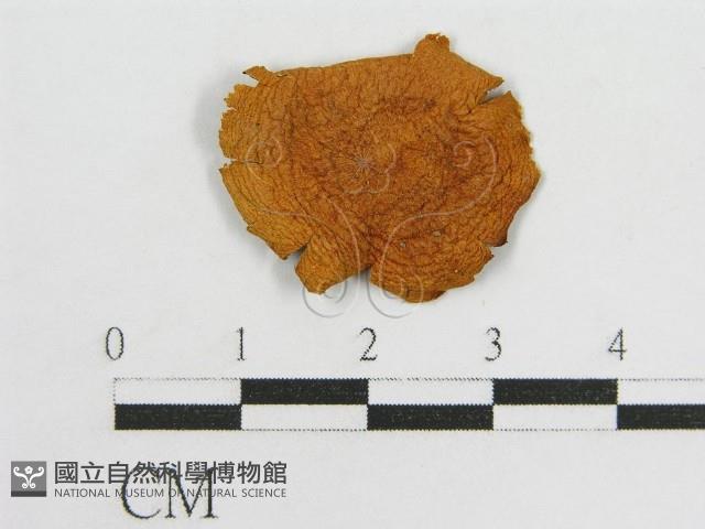 登錄號:F0005544藏品圖，第3張