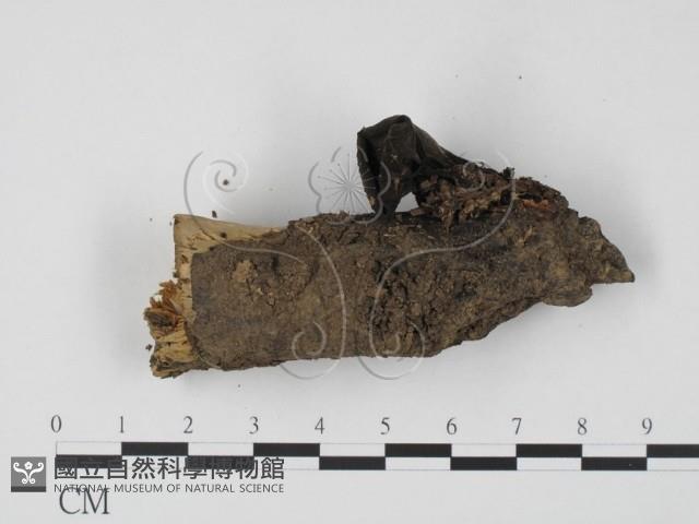 登錄號:F0015544藏品圖，第3張
