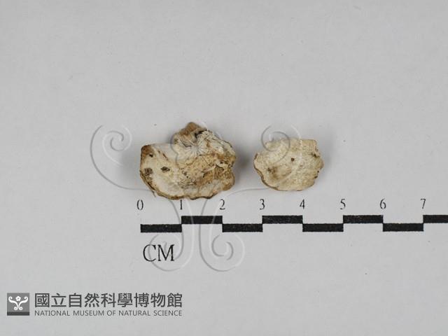 寡孔菌屬藏品圖，第3張
