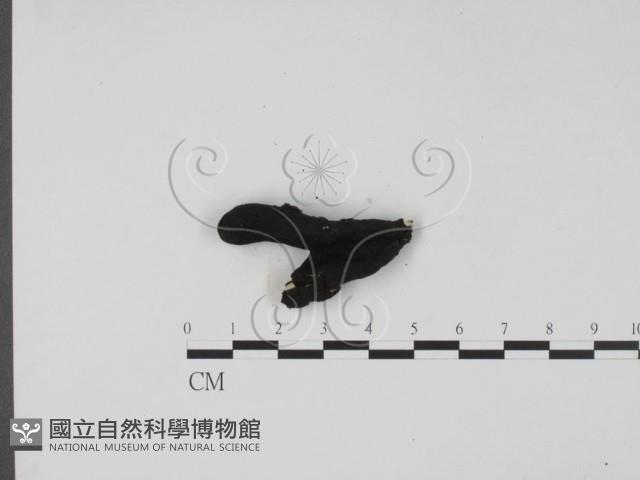 登錄號:F0009544藏品圖，第3張