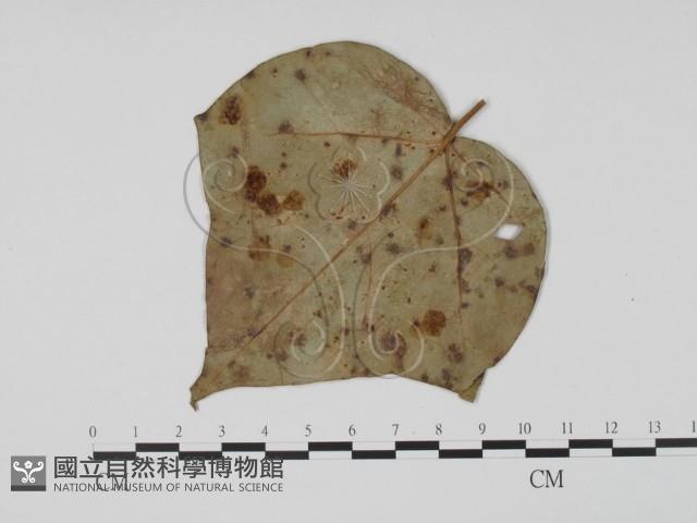 登錄號:F0019544藏品圖，第3張