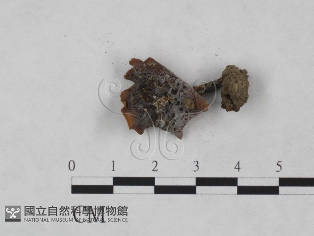 登錄號:F0023544藏品圖，第3張