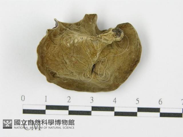 毛木耳藏品圖，第3張