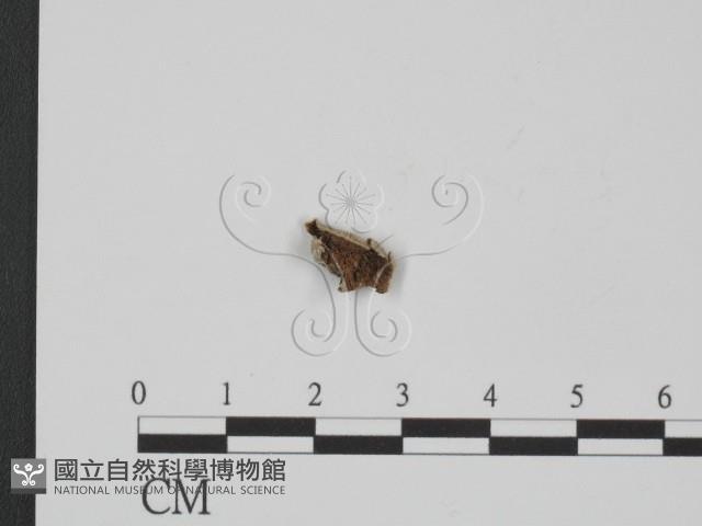 附毛菌屬藏品圖，第3張