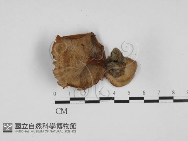 集毛菌屬藏品圖，第3張