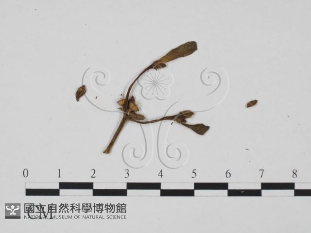 登錄號:F0010144藏品圖，第3張