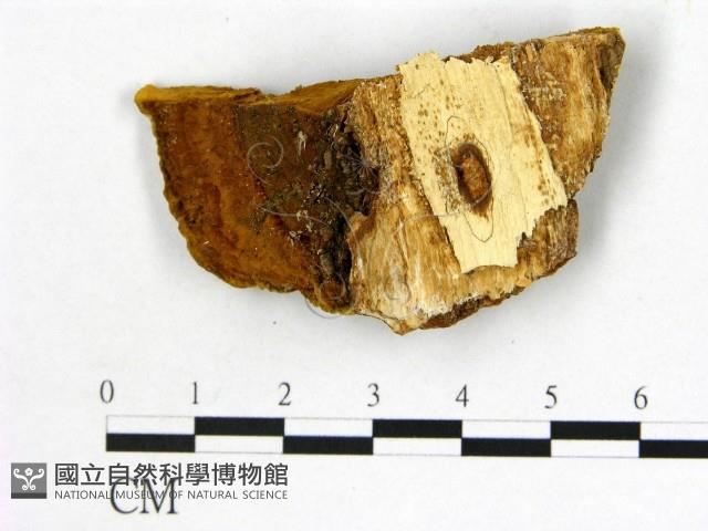 登錄號:F0006144藏品圖，第3張