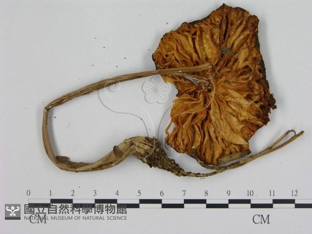 登錄號:F0016144藏品圖，第3張