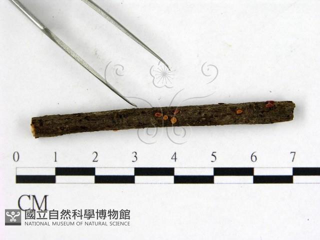 登錄號:F0001144藏品圖，第3張