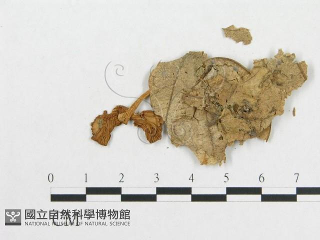 登錄號:F0011144藏品圖，第3張