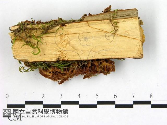 猴頭菇屬藏品圖，第3張