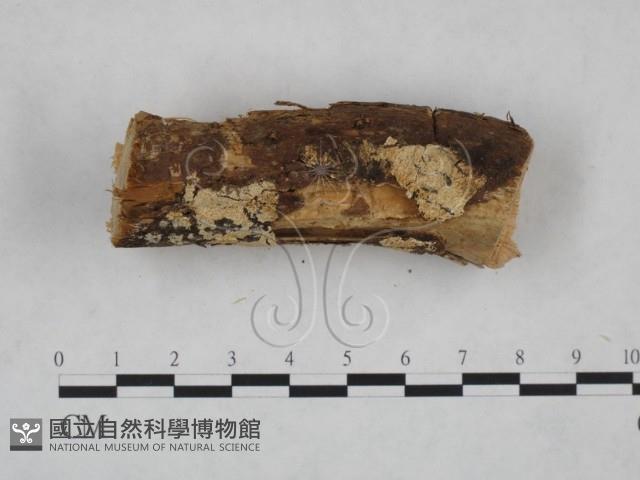 絲齒菌屬藏品圖，第3張