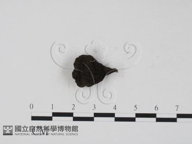 登錄號:F0005144藏品圖，第3張