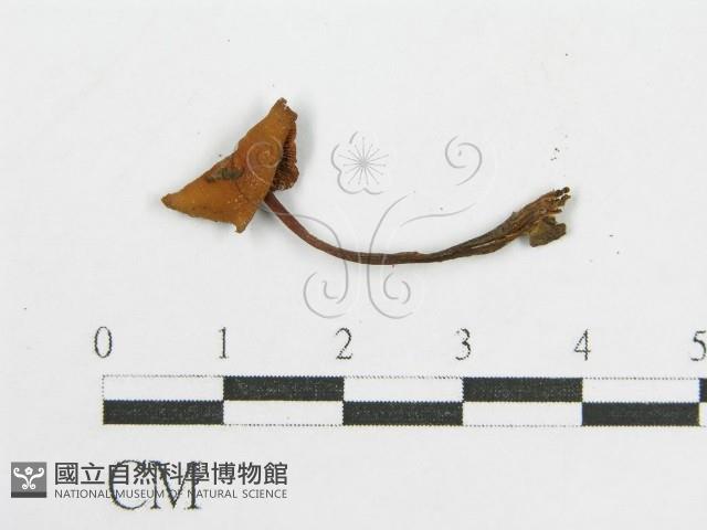 館號:F0019144藏品圖，第3張