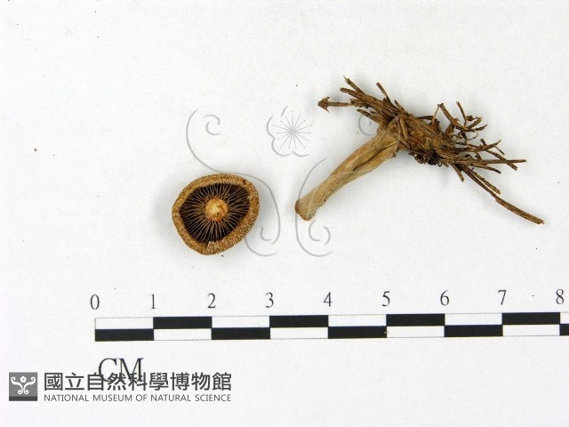 乳菇屬藏品圖，第3張