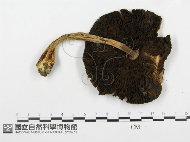 登錄號:F0013144藏品圖，第3張