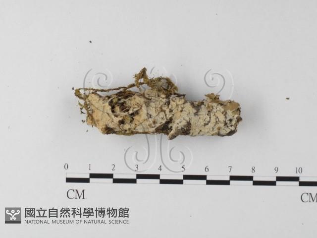 登錄號:F0020044藏品圖，第3張