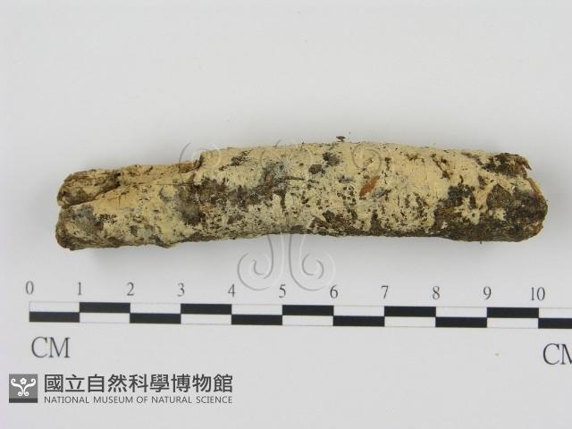 剛毛絲皮菌藏品圖，第3張