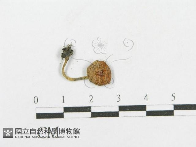 登錄號:F0016044藏品圖，第3張