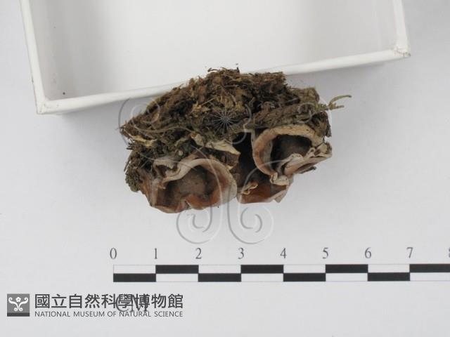 登錄號:F0021044藏品圖，第3張