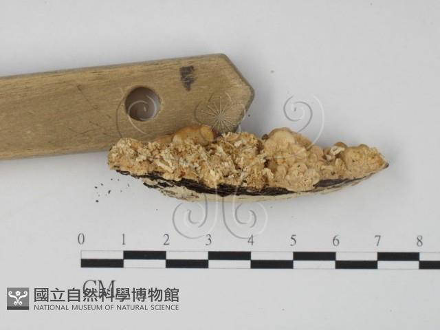 登錄號:F0014044藏品圖，第3張