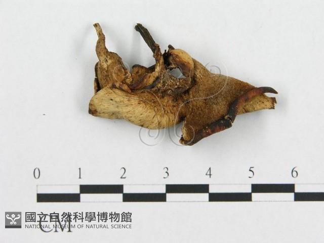 登錄號:F0007044藏品圖，第3張