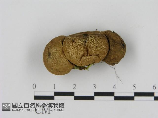 登錄號:F0017044藏品圖，第3張