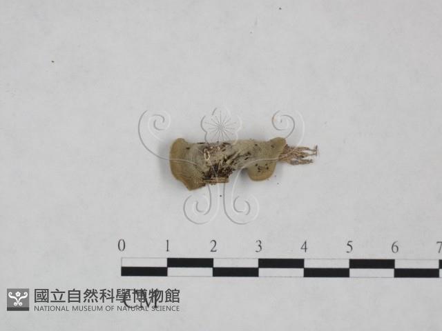 毛木耳藏品圖，第3張