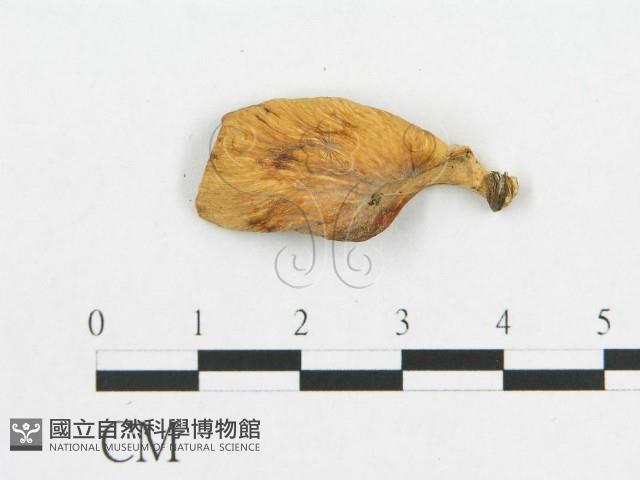 登錄號:F0019044藏品圖，第3張