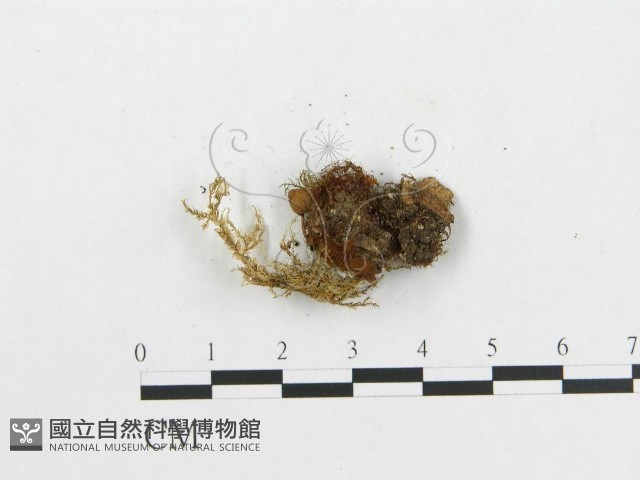 登錄號:F0003044藏品圖，第3張