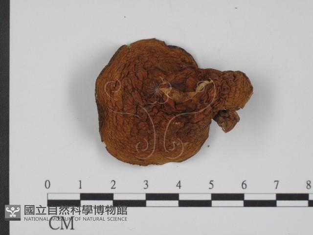 登錄號:F0008344藏品圖，第3張