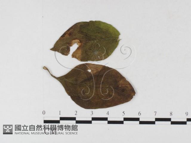 登錄號:F0026344藏品圖，第1張