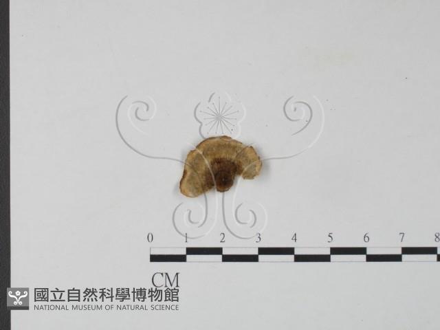 雲芝藏品圖，第3張