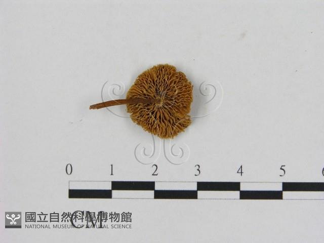 登錄號:F0016344藏品圖，第3張