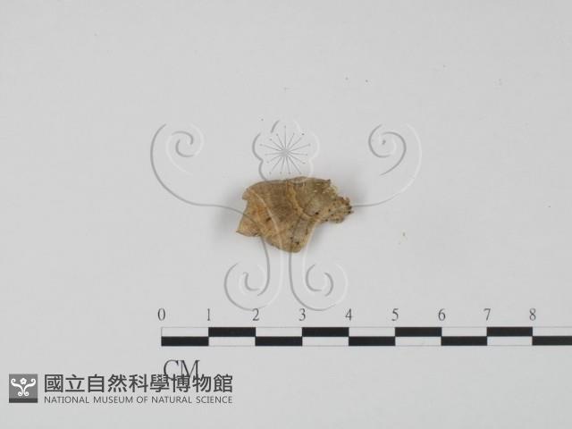 登錄號:F0001344藏品圖，第3張