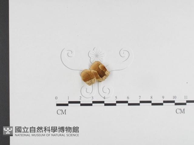 登錄號:F0024344藏品圖，第3張