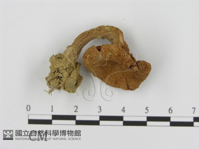 花臉香蘑藏品圖，第3張