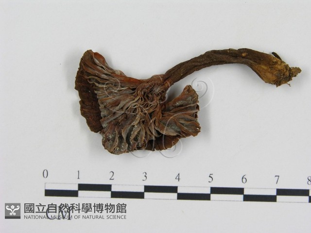 登錄號:F0002344藏品圖，第3張