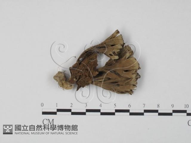 棕色革菌藏品圖，第3張