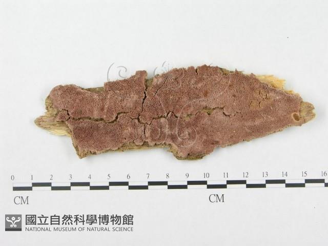 登錄號:F0017344藏品圖，第1張
