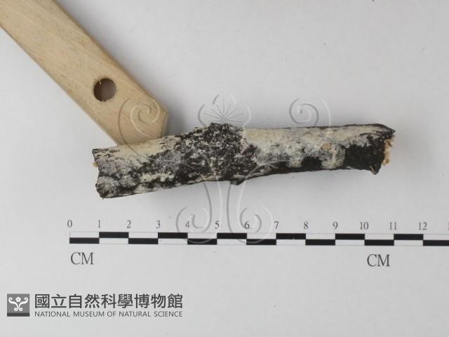 登錄號:F0025344藏品圖，第3張