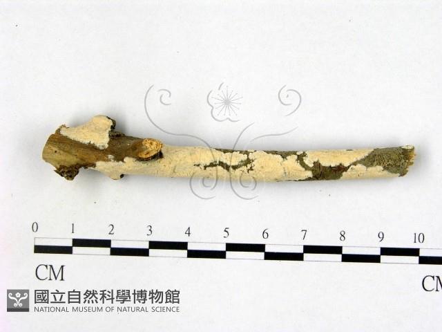 登錄號:F0005344藏品圖，第3張