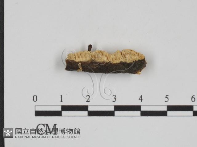 登錄號:F0015344藏品圖，第3張
