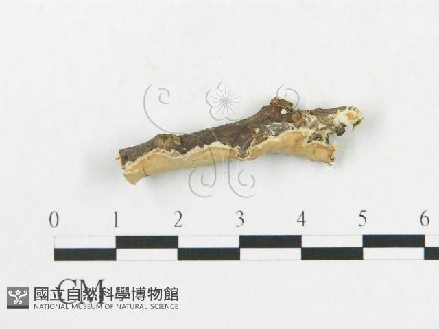 登錄號:F0009344藏品圖，第3張
