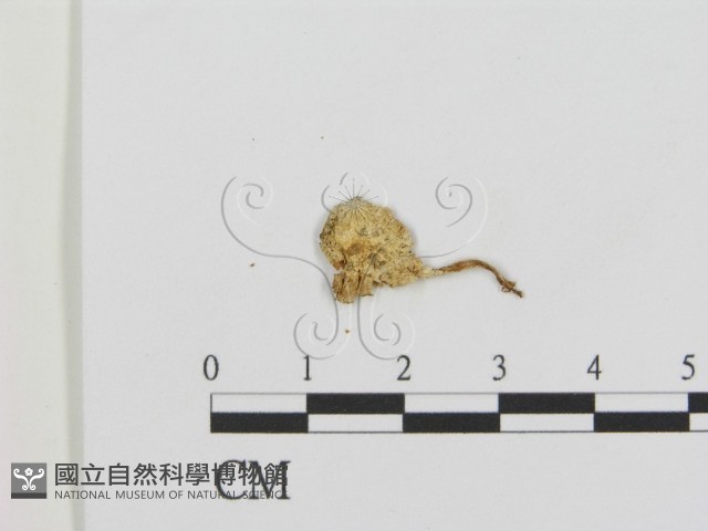 登錄號:F0003344藏品圖，第3張