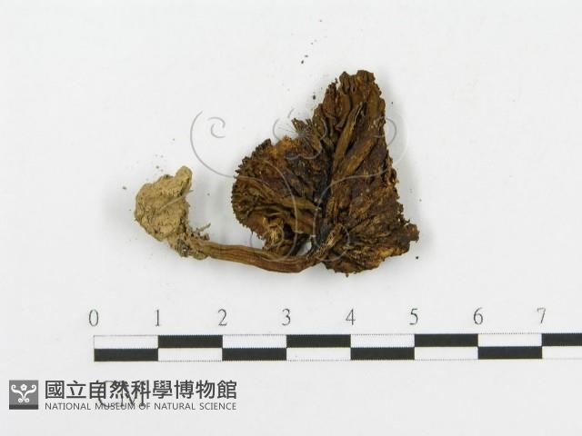 登錄號:F0013344藏品圖，第3張