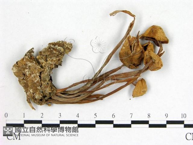 登錄號:F0020234藏品圖，第3張