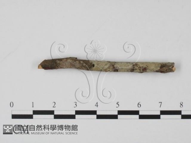 登錄號:F0000234藏品圖，第3張
